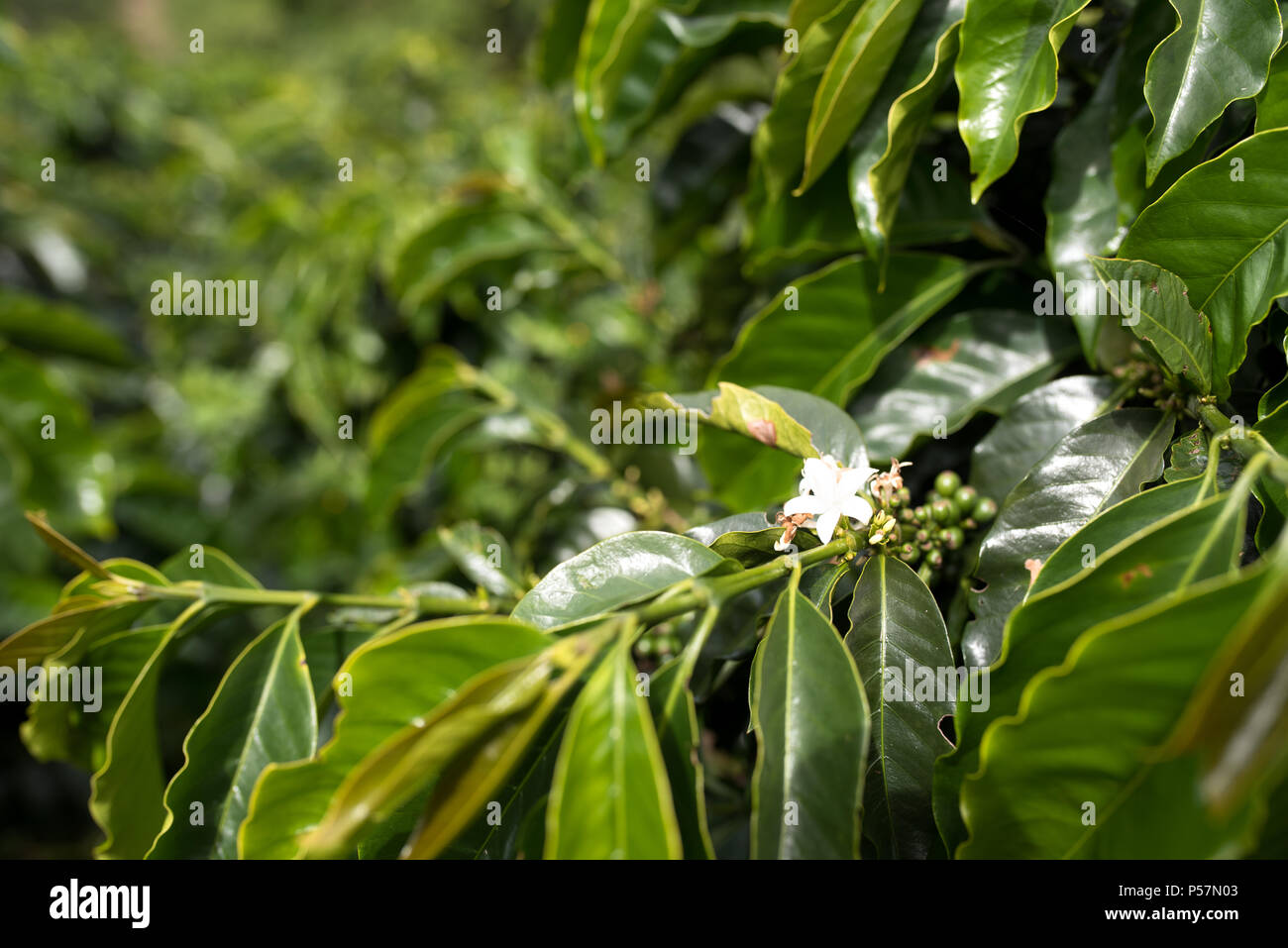 Schönen Kaffee Blumen auf der Plantage in Jerico, Kolumbien im Zustand von Antioquia. Stockfoto