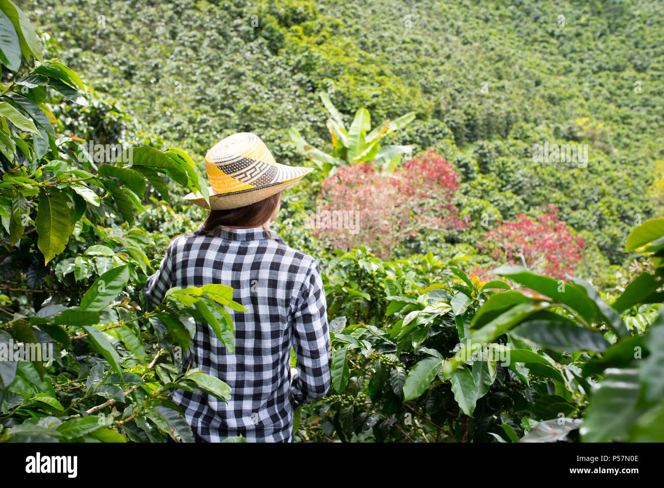 Coffee Plantation in Jerico, Kolumbien im Zustand von Antioquia. Stockfoto