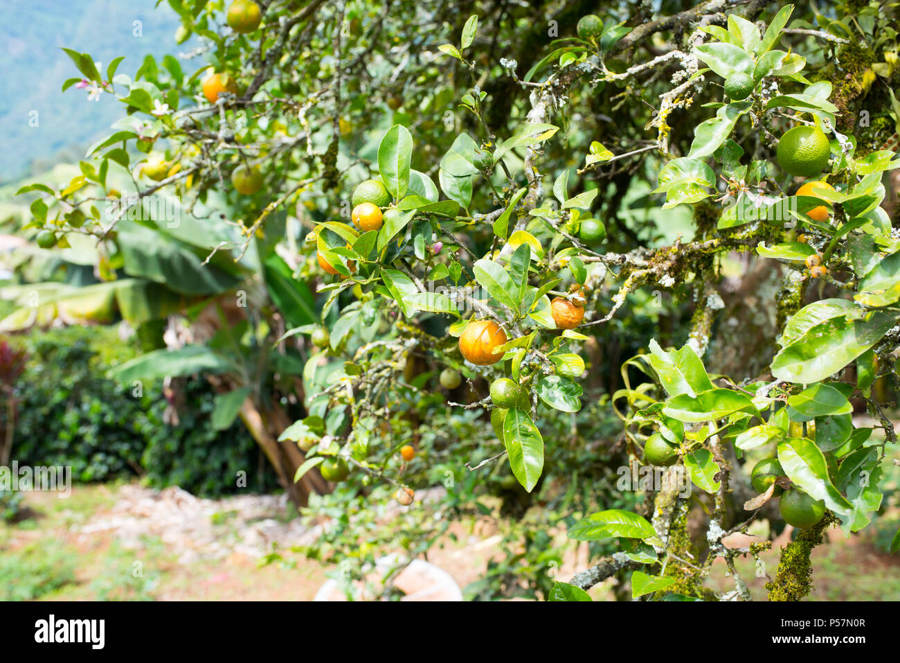 Orange Tree in Jerico, Kolumbien im Zustand von Antioquia. Stockfoto