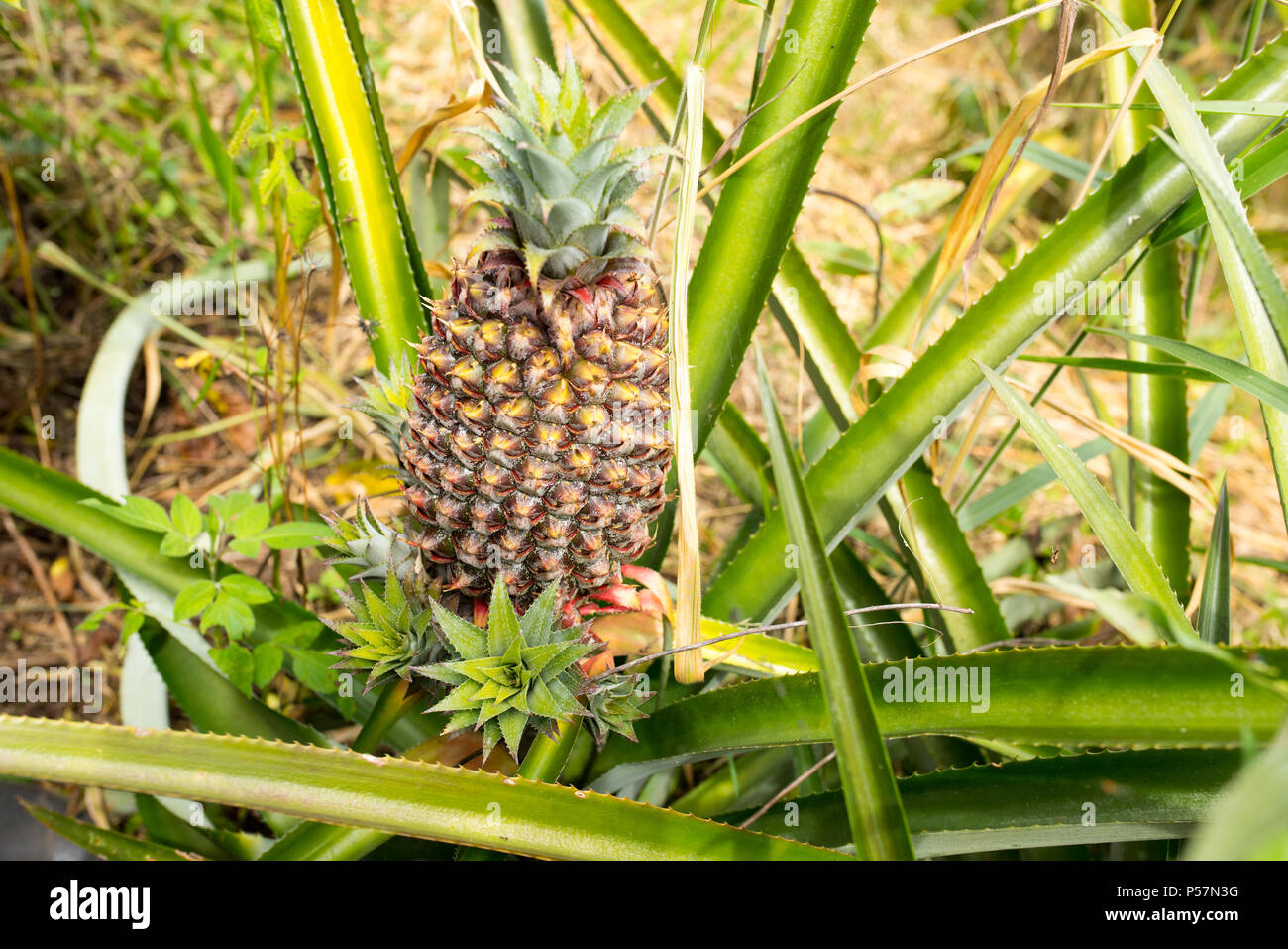 Nahaufnahme der Ananaspflanze in Jerico, Kolumbien im Zustand von Antioquia. Stockfoto