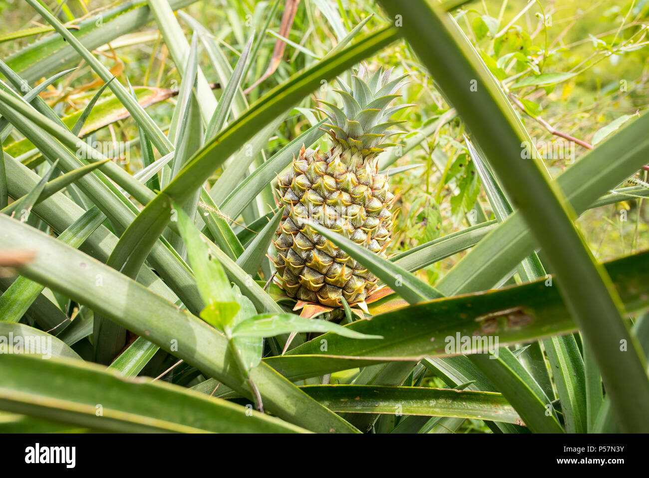 Nahaufnahme der Ananaspflanze in Jerico, Kolumbien im Zustand von Antioquia. Stockfoto
