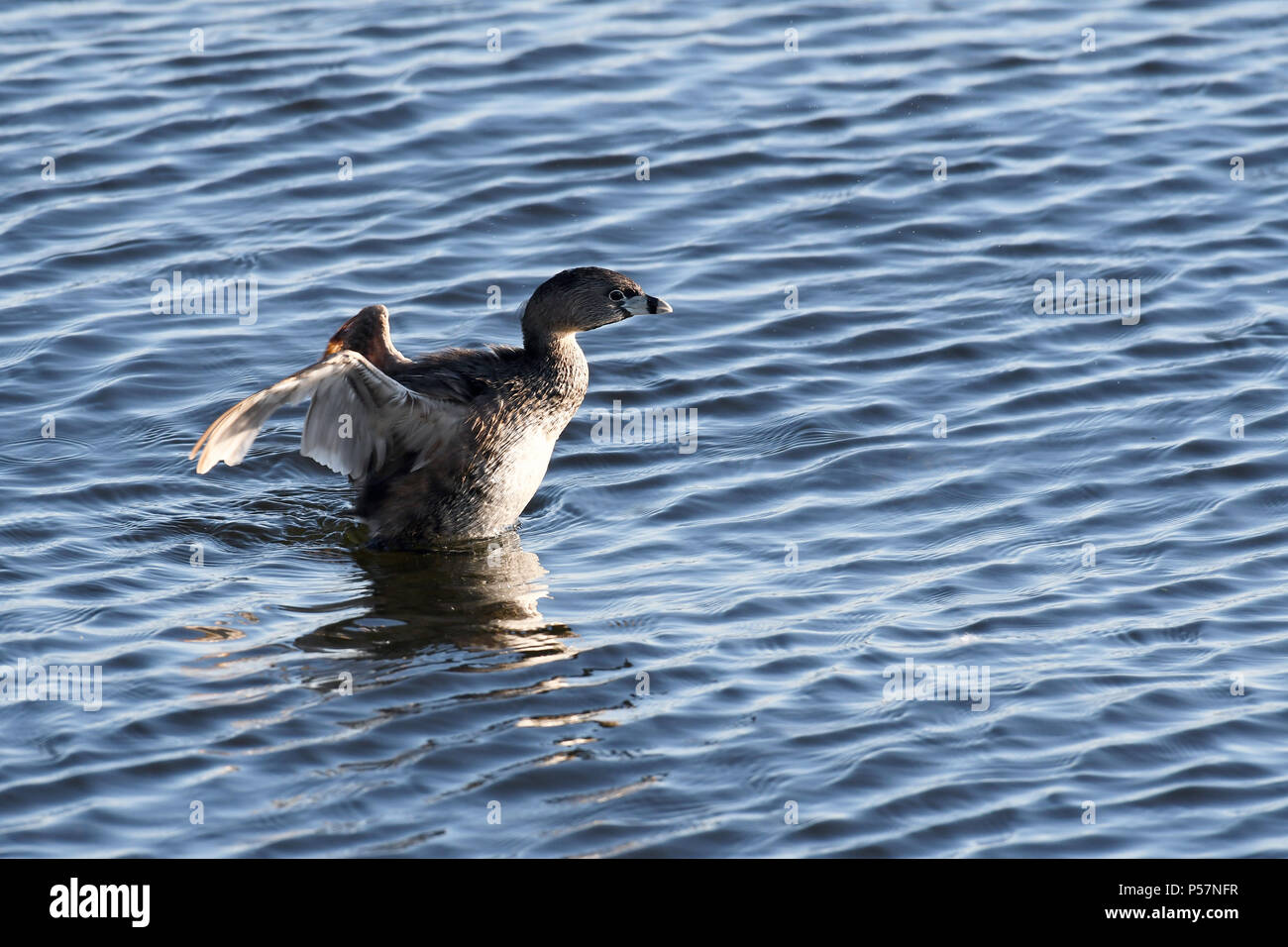 Pied bill Grebe auf See Stockfoto