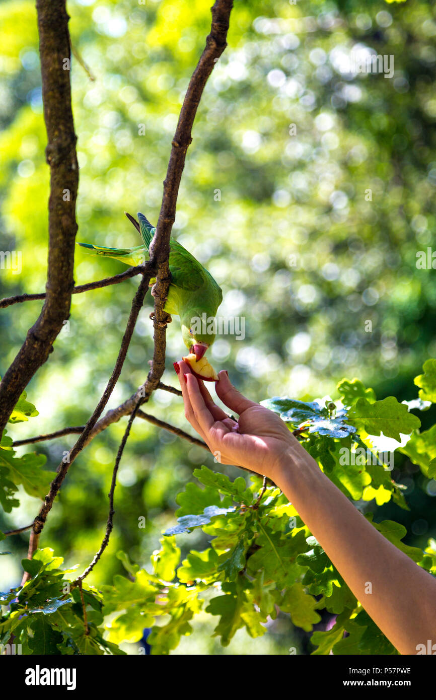 Eine Hand Fütterung eine grüne Sittich sitzen auf dem Baum, Sittich, ein Stück Obst aus der Hand einer Person, Hyde Park, London, UK Stockfoto