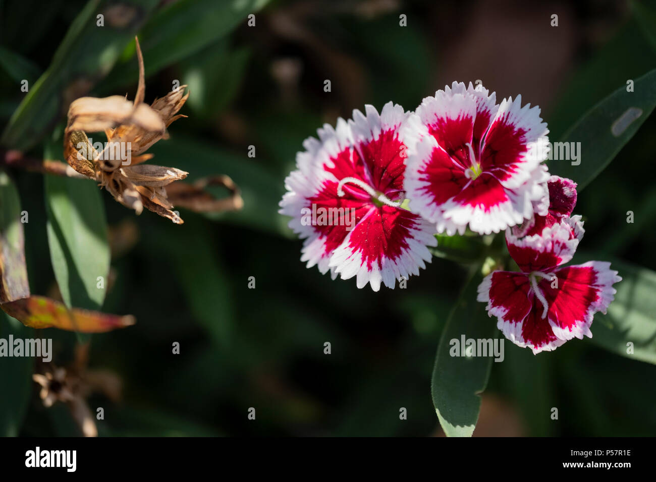 Rote und weiße Dianthus barbatus Blumen in dappled Sonnenlicht. Oklahoma, USA. Stockfoto