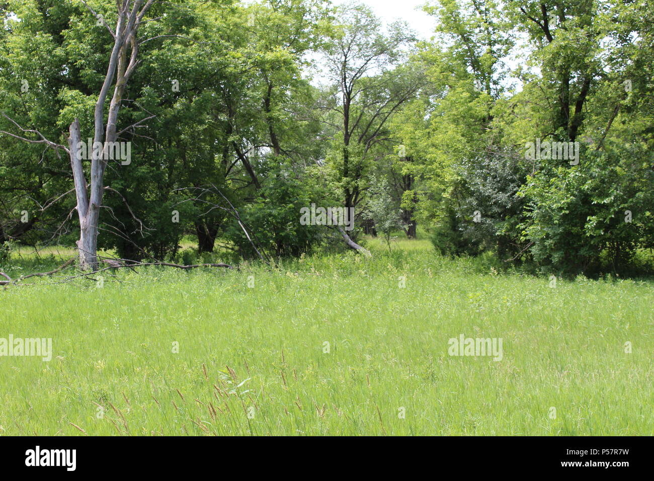 Gras Baum Landschaft Hintergrund im Freien Stockfoto