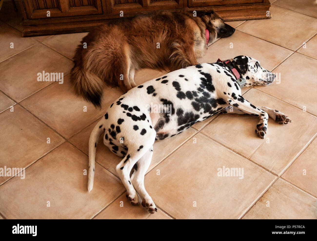 Zwei Hunde zur Seite an Seite zusammen am Boden, Innen, entspannende © Myrleen Pearson. Ferguson Cate Stockfoto