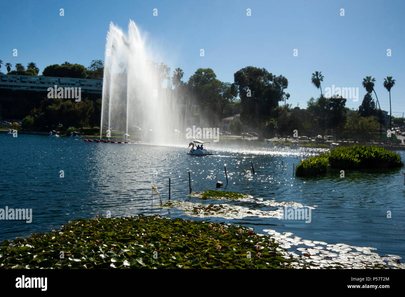 Swan Tretboote im Echo Park in Los Angeles, CA Stockfoto