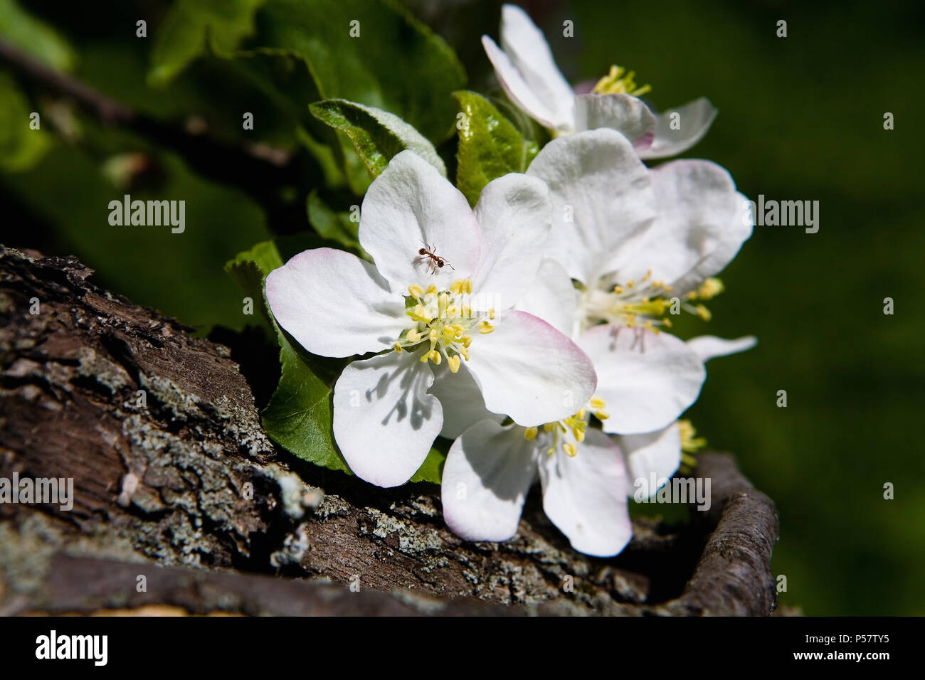 Schöne Blumen von einem Apfelbaum und eine Ameise close-up. Ohne Menschen. Stockfoto