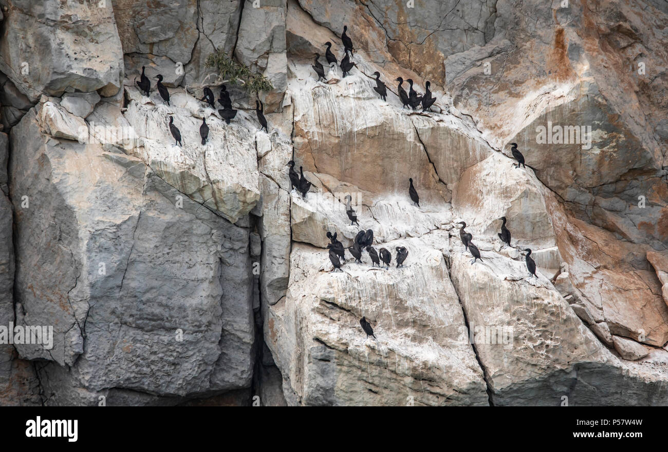 Kormoran Vögel auf einer Klippe in Musandam im Oman Stockfoto