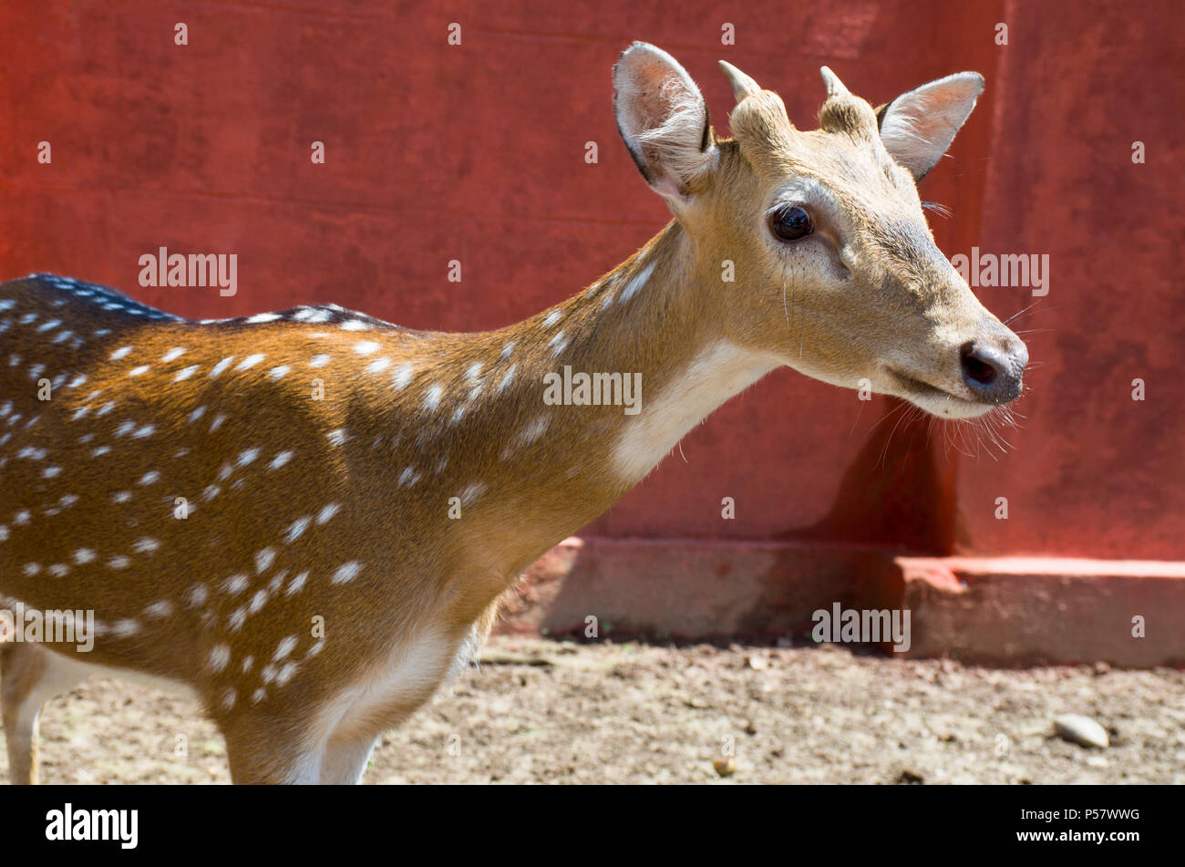 Wildes Tier in Indien ein dappled Rotwild Stockfoto