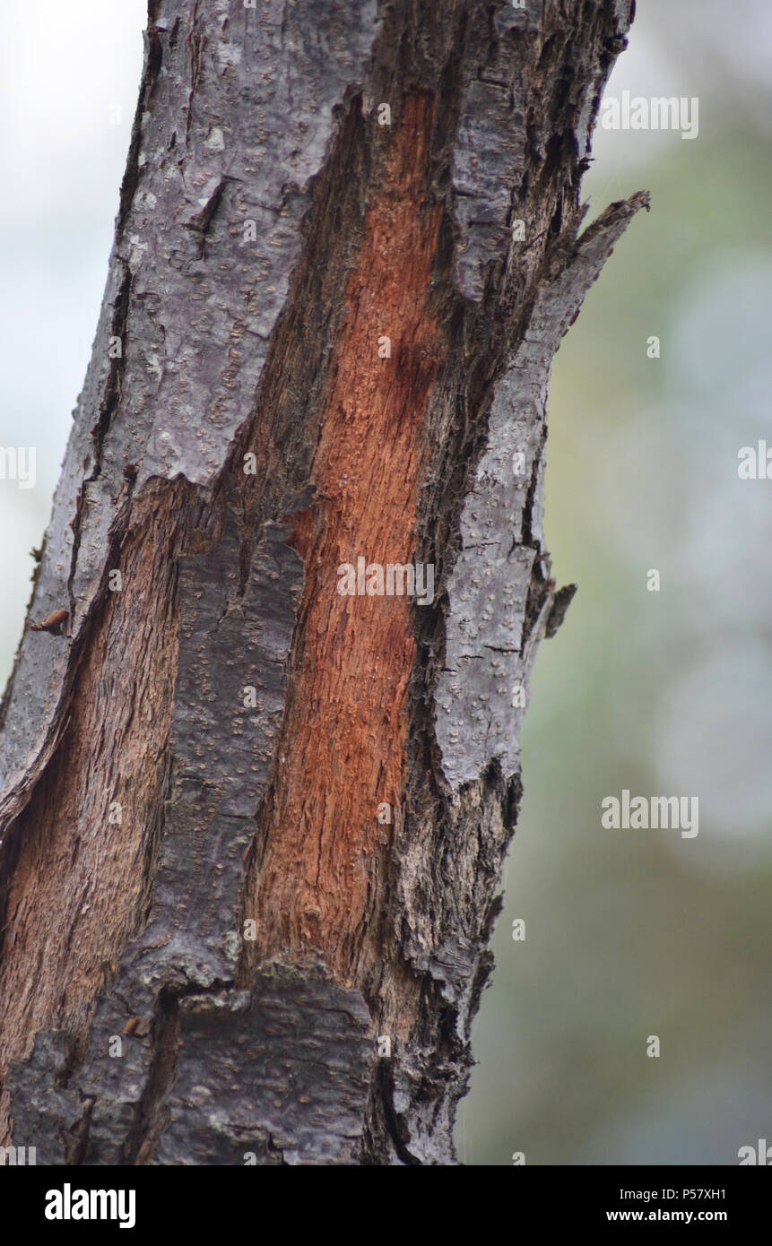 Die äußere Rinde auf einen Baumstamm ist dunkel braun und grau, aber es ist weg Peeling junge rote Holz zu zeigen. Stockfoto