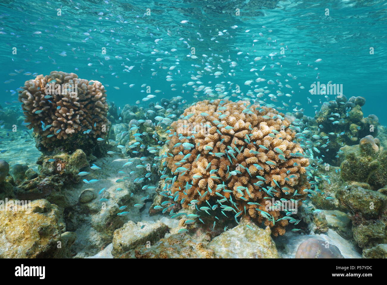Korallen und ein Schwarm von kleinen blauen Fisch unter Wasser (blau-grüne chromis Riffbarsche und Blumenkohl coral), Pazifik, Polynesien, Cook Inseln Stockfoto
