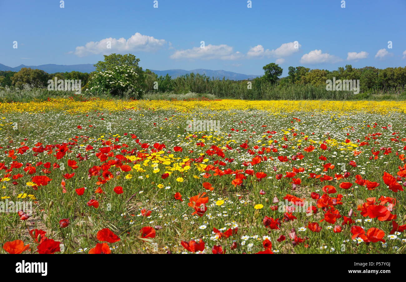 Bereich der wilden Blumen in Spanien mit Mohn, Mais Mais Ringelblume und Kamille, Alt Emporda, Girona, Katalonien Stockfoto