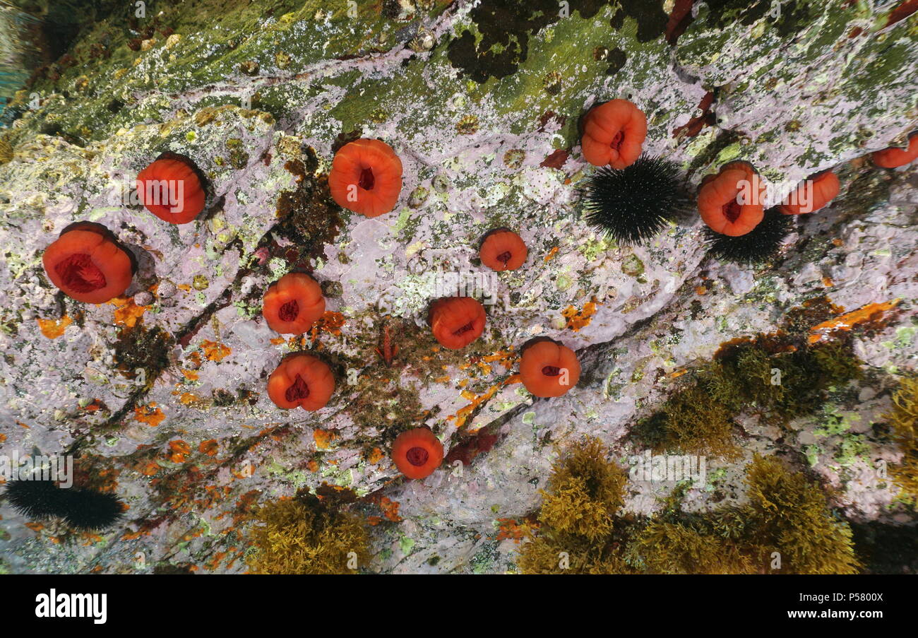 Mehrere Seeanemonen Unterwasser, beadlet Anemone Actinia equina, Mittelmeer, Cote d'Azur, Frankreich Stockfoto