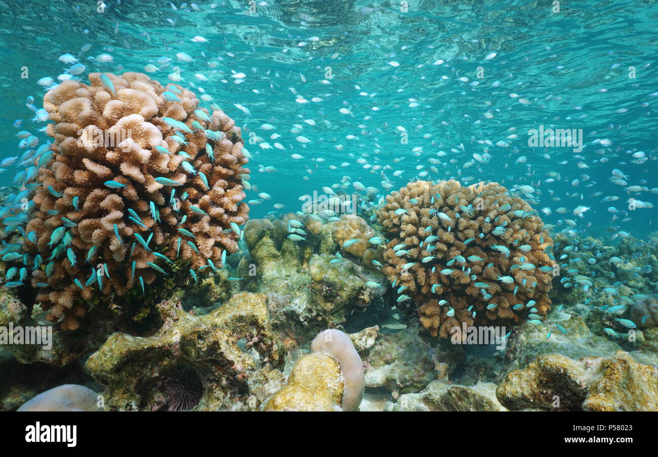 Ein Schwarm von Fisch blau-grün Chromis mit Blumenkohl Korallen im flachen Wasser, Pazifik, Polynesien, Cook Inseln Stockfoto