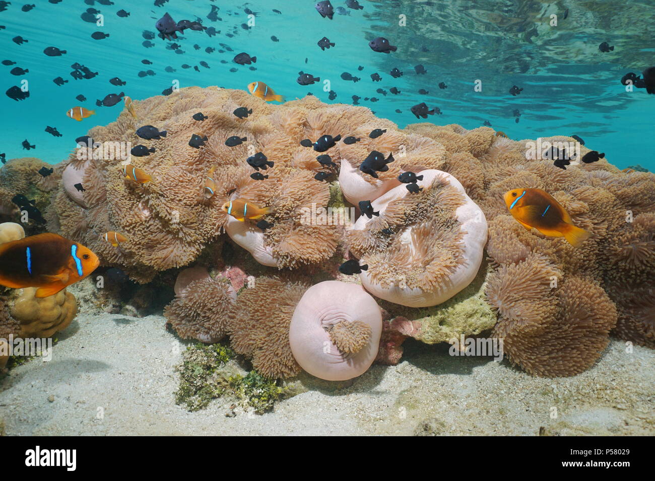 Shoal von tropischen Fischen (clownfisch und riffbarsche) mit vielen Seeanemonen Unterwasserwelt in der Lagune der Insel Huahine, Pazifischer Ozean, Französisch Polynesien Stockfoto
