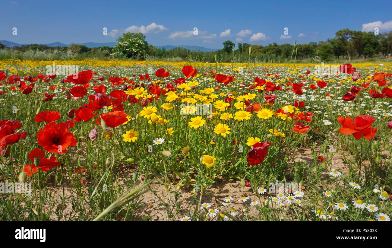 Spanien wilden Blumen in einem Feld mit Mohnblumen, Mais Mais Ringelblume und Kamille, Alt Emporda, Girona, Katalonien Stockfoto