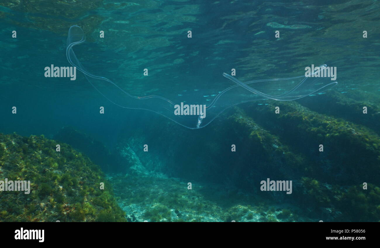 Transparente Tier eine comb Jelly, Venus, Gürtel, Unterwasser im Mittelmeer, Cote d'Azur, Frankreich Stockfoto