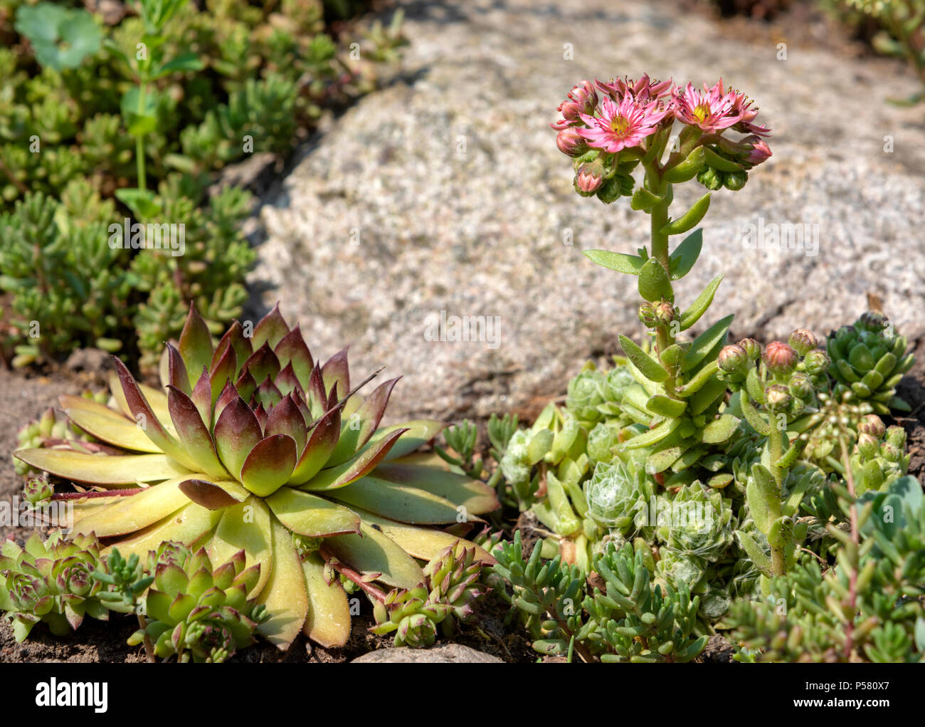 Sempervivum tectorum und blühenden hybriden Pflanzen im Garten