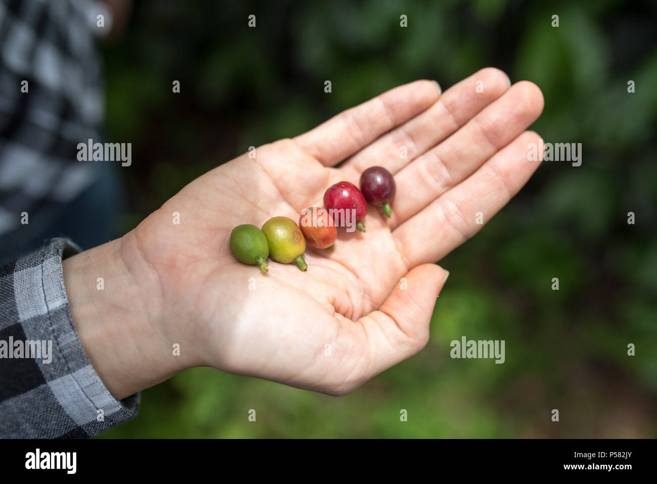 Kaffeebohnen in den verschiedenen Phasen in den Händen dargestellt Stockfoto