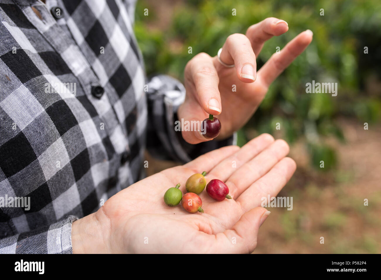 Kaffeebohnen in den verschiedenen Phasen in den Händen dargestellt Stockfoto