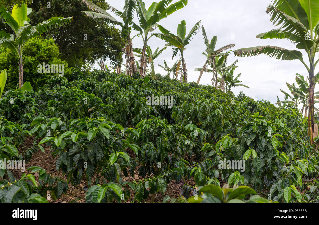 Schönen Kaffee Plantage in Jerico, Kolumbien im Zustand von Antioquia. Stockfoto