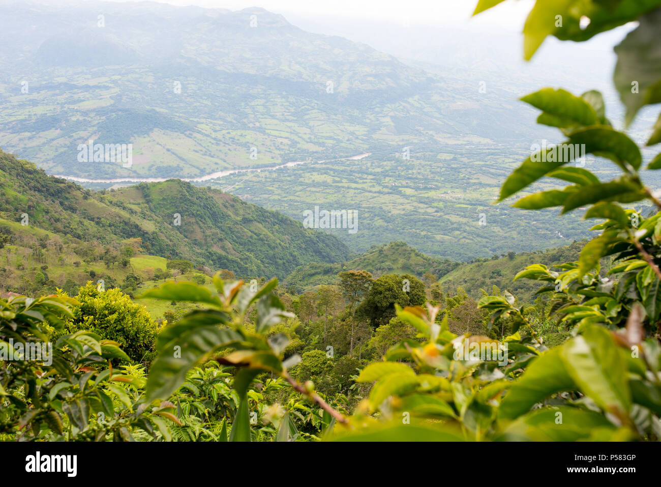 Coffee Plantation in Jerico, Kolumbien im Zustand von Antioquia. Stockfoto