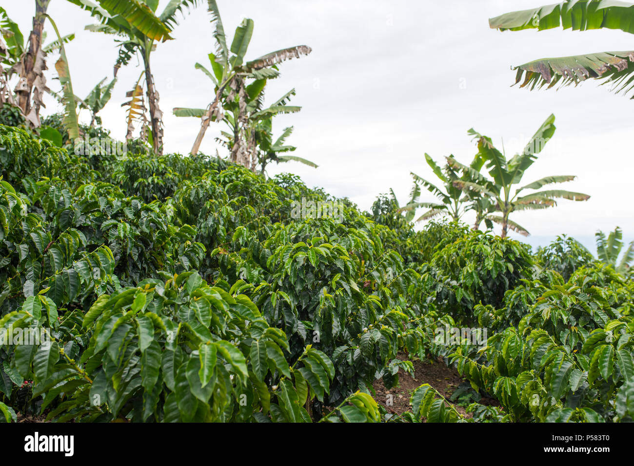 Coffee Plantation in Jerico, Kolumbien im Zustand von Antioquia. Stockfoto