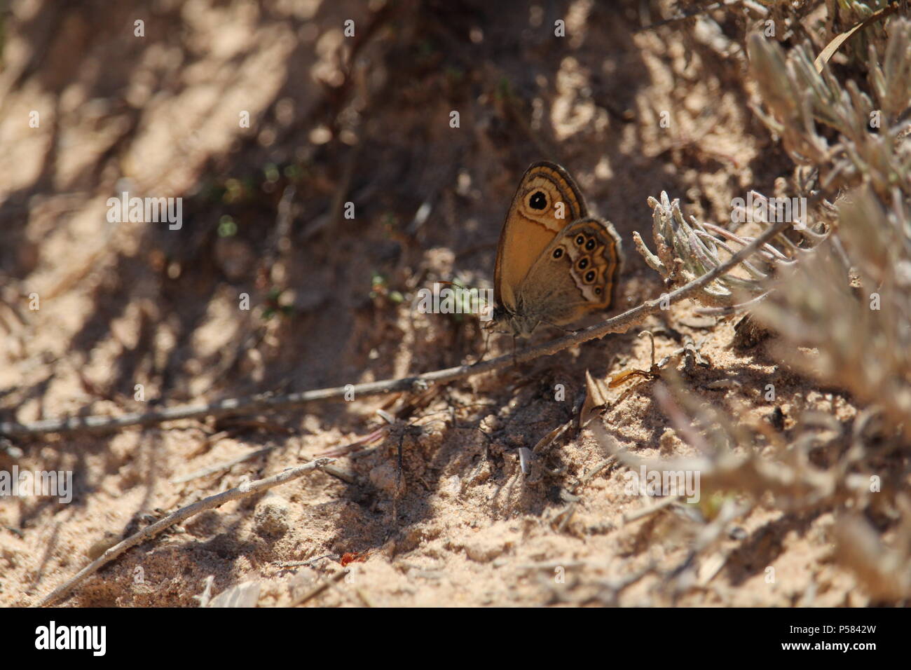 Einsame Dusky Heide Schmetterling (Coenonympha dorus) auf einem spanischen Hang, Sommer 2018 ruht. Stockfoto