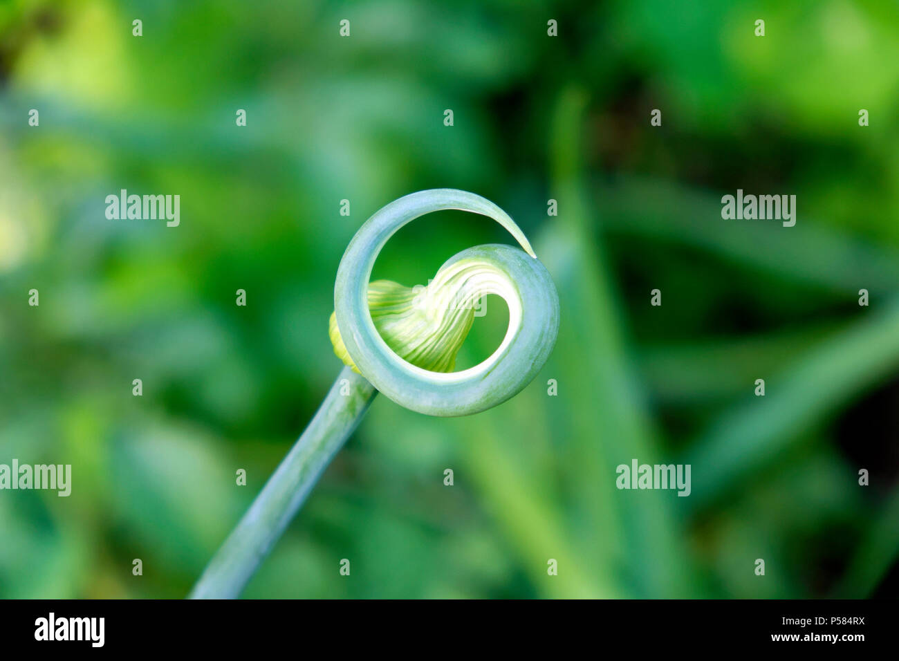 Gewellte Tipp einer Zwiebel Pflanze Samen in der Sommerhitze in Carmarthenshire West Wales UK gegangen im Juni 2018 KATHY DEWITT Stockfoto