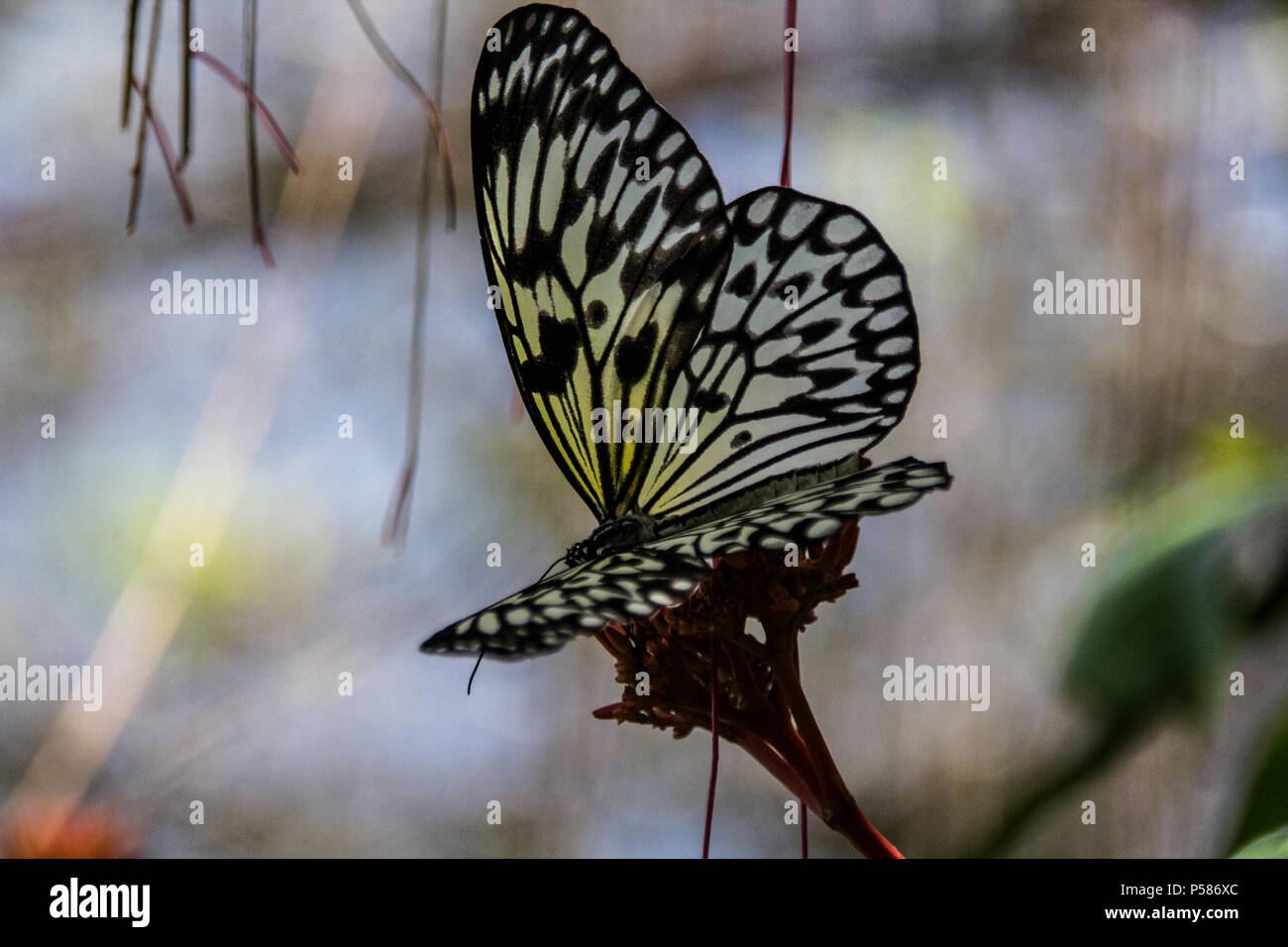 Insel Bohol (Philippinen) ,17 März 2018, Schmetterling Stockfoto