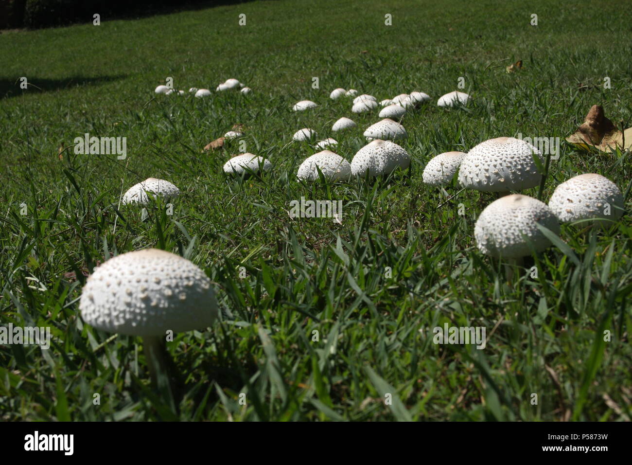 Agaricus Campestris (Pilz) Stockfoto