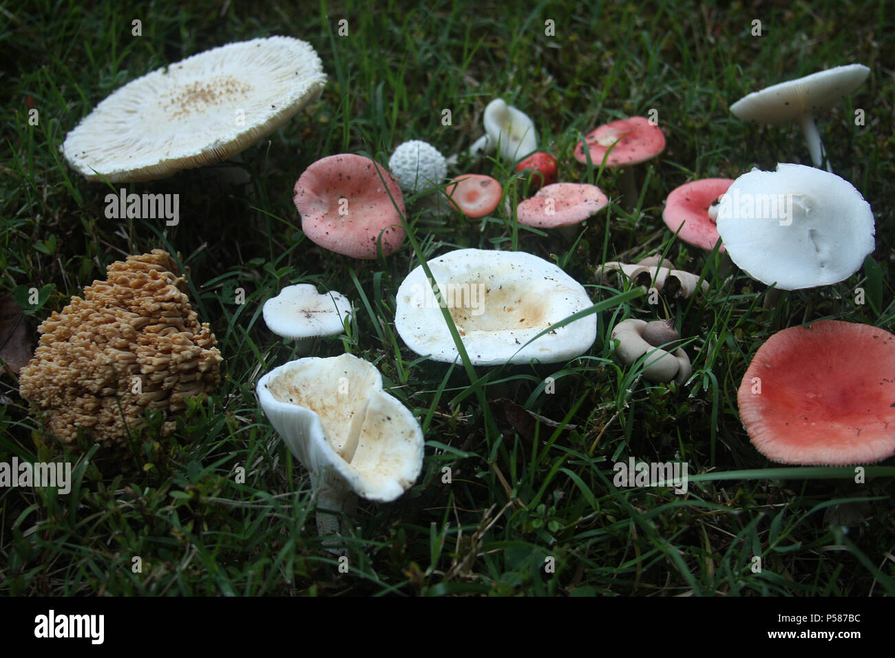 Anzeige von verschiedenen Sorten von Pilzen im Wald gefunden Stockfoto