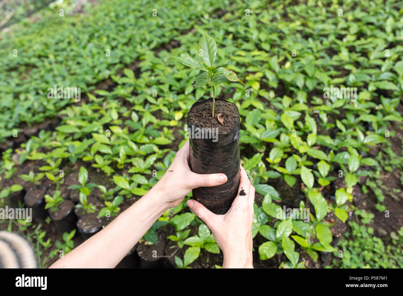 Bauer Holding eine junge Pflanze in Ihrer Hand Stockfoto