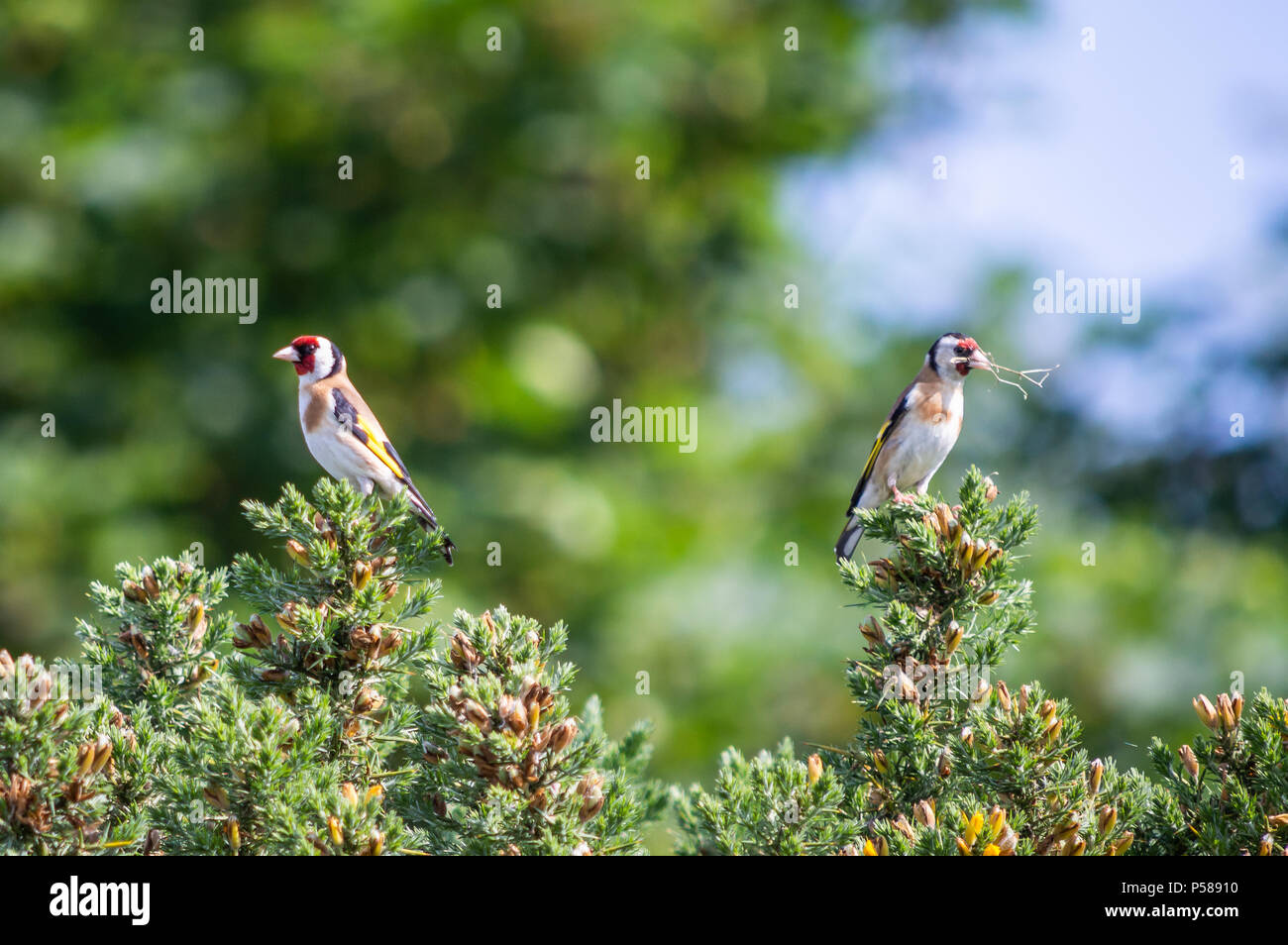Goldfinch Paar suchen wie Sie eine TIFF-hatte Stockfoto