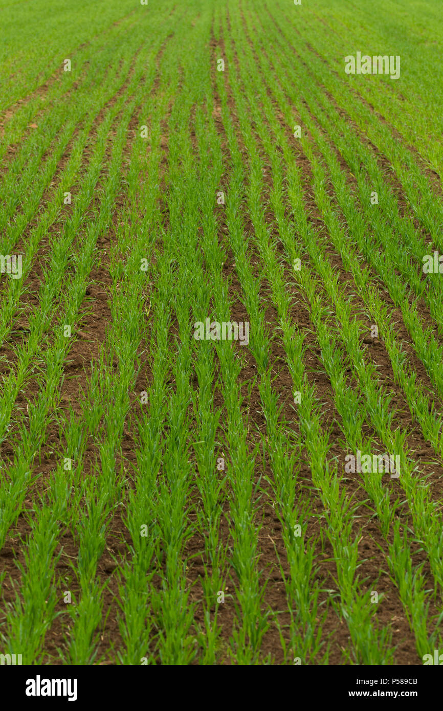 Bauernhof Feld gesät Getreide, Tageslicht Stockfoto