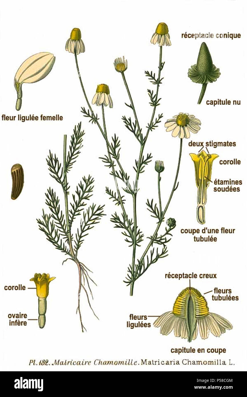 182 Matricaria Chamomilla L Stockfotografie Alamy