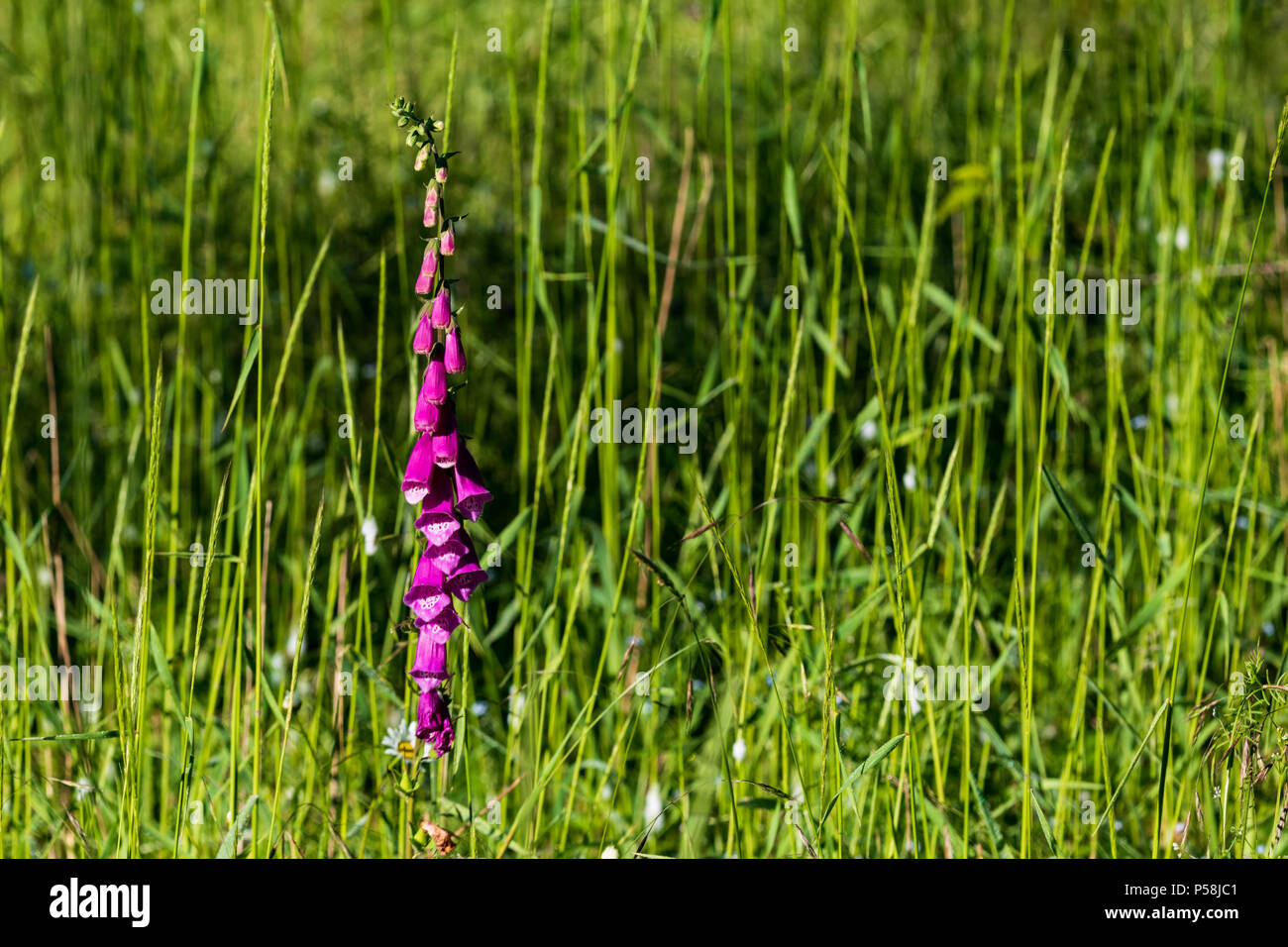 Hohes Feld Gras voller Samen wiegen sich im Wind Stockfoto