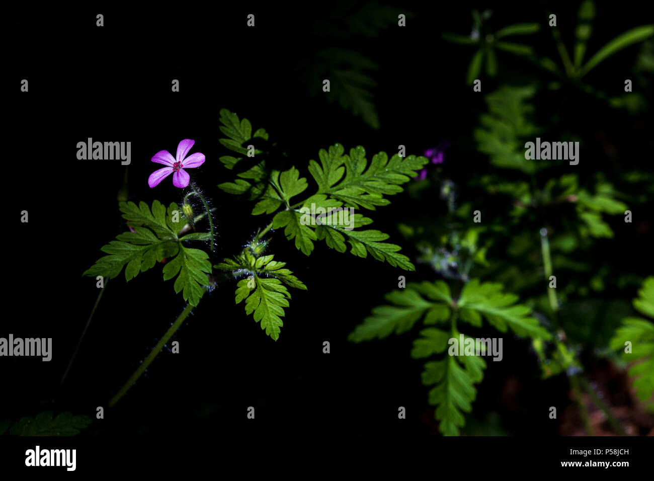 Lila Lila Flieder in der ersten Dämmerung morgen gefiltertes Licht Stockfoto