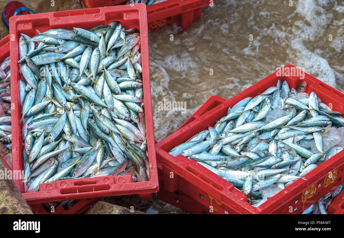 Runde scad nach dem Fang in der Seafood Market verkauft ist eine nahrhafte proteinreiche Nahrungsmittel für die menschliche Gesundheit zu profitieren Stockfoto