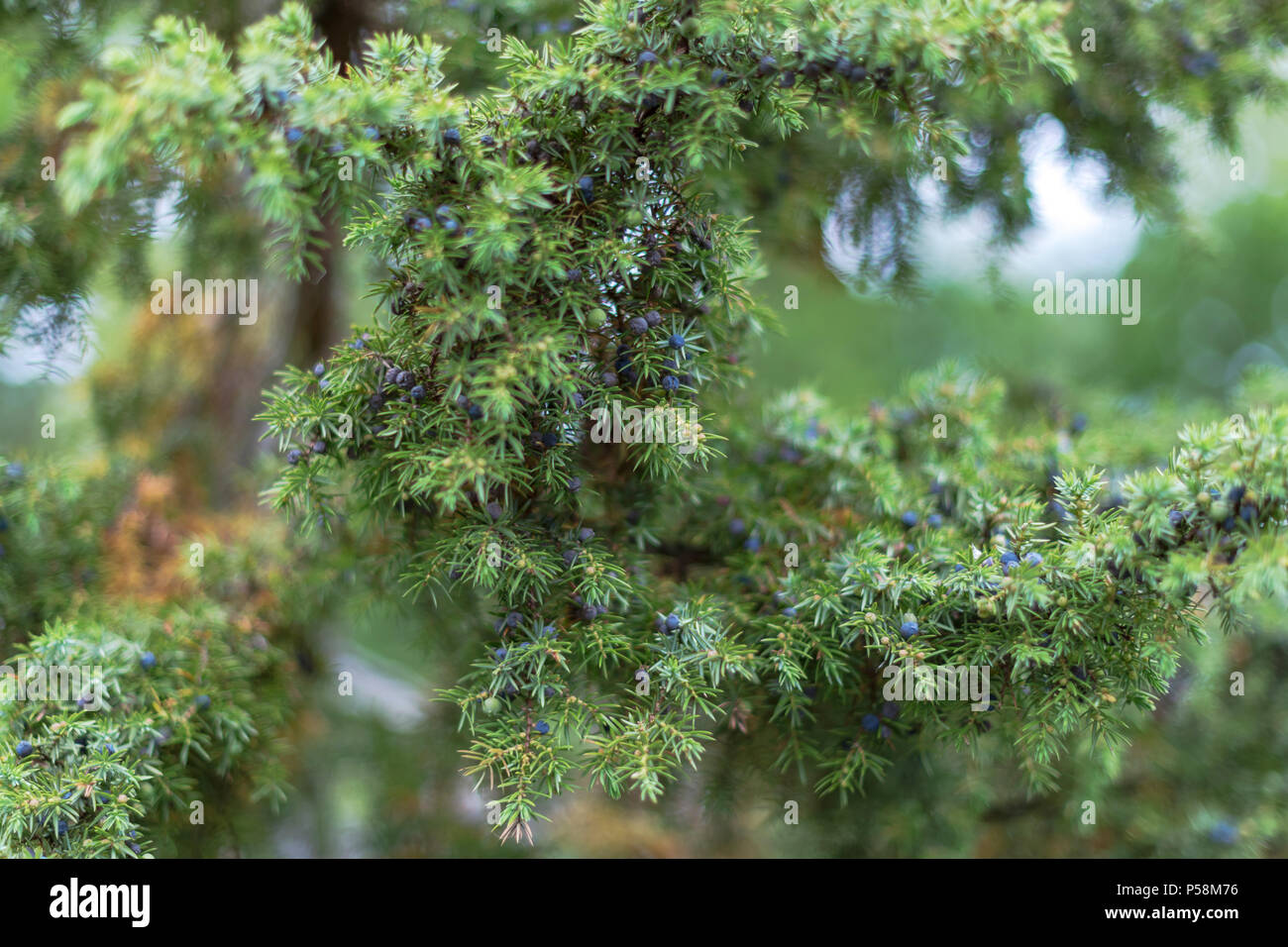 Wacholderbeeren am baum Stockfotos und bilder Kaufen Alamy