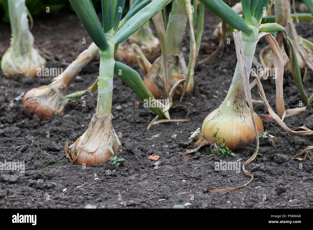 Allium cepa. Senshyu Yellow Zwiebel Sätze in einem Gemüsebeet. Japanische über-wintering Zwiebel Stockfoto
