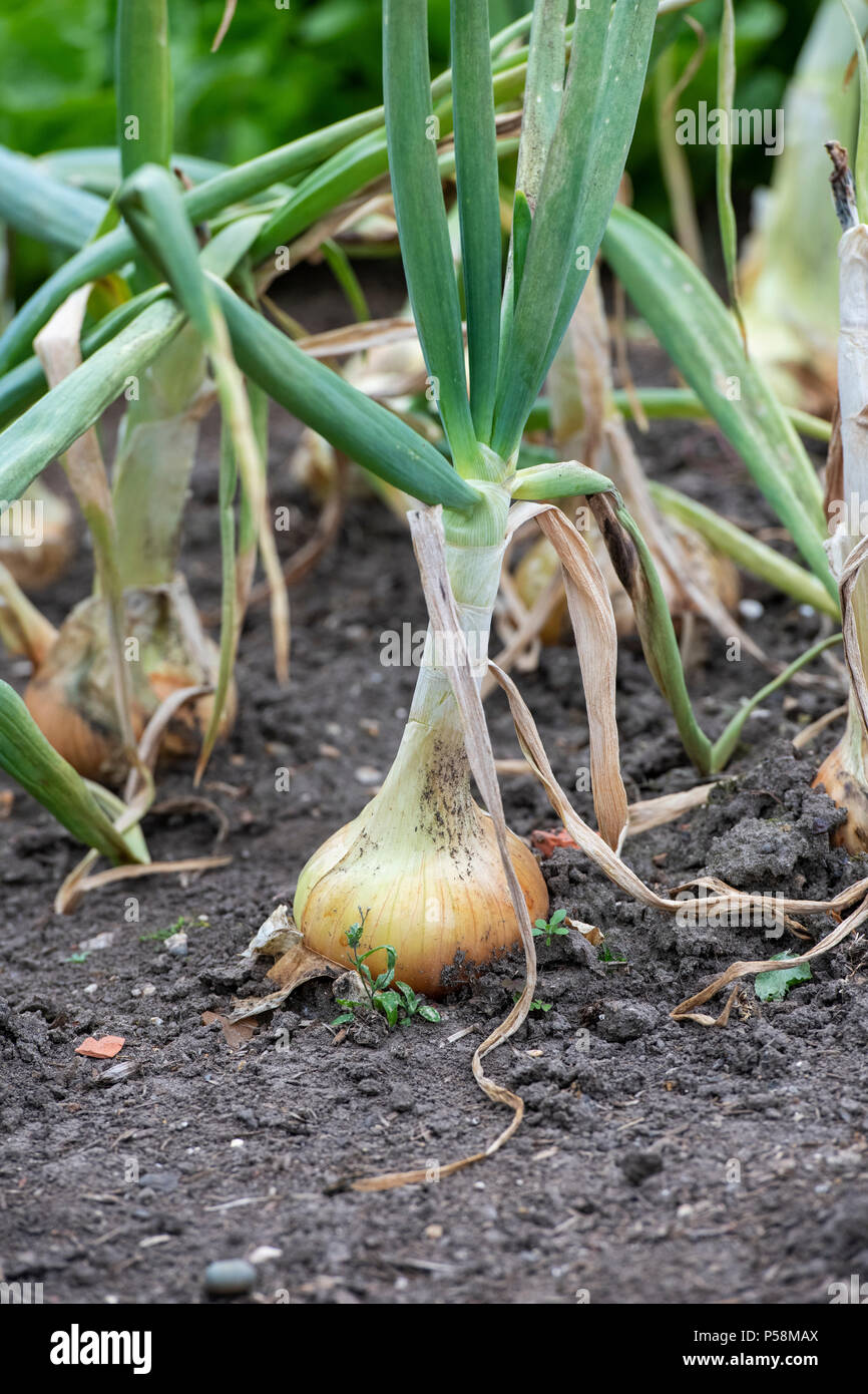 Allium cepa. Senshyu Yellow Zwiebel Sätze in einem Gemüsebeet. Japanische über-wintering Zwiebel Stockfoto