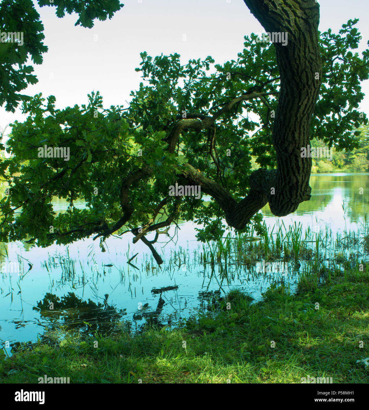 Alte grosse Eiche mit Blättern. Auf dem Hintergrund See und blauer Himmel. Die Eiche ist gespiegelt in den See. Stockfoto