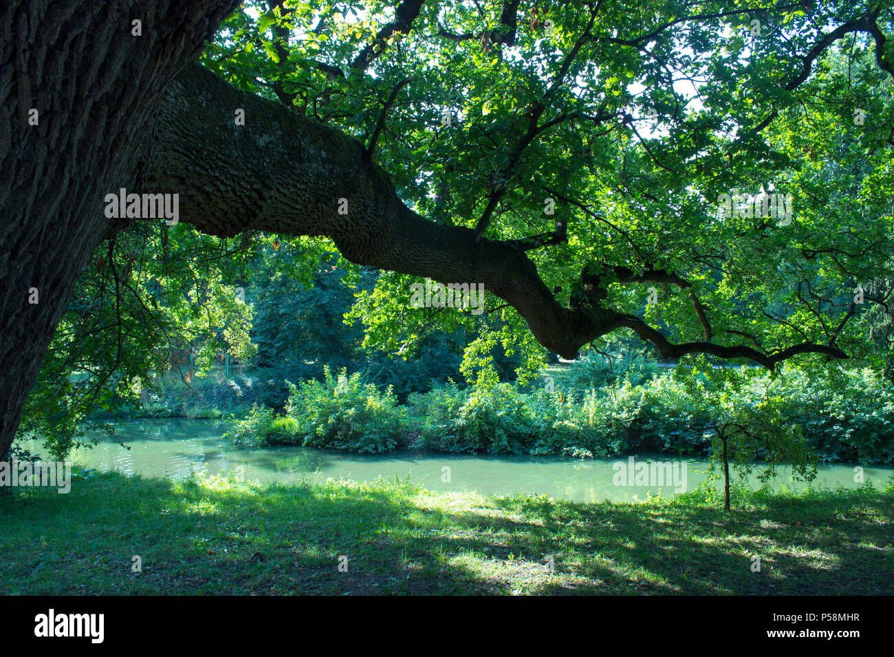 Alte grosse Eiche mit Blättern. Auf dem Hintergrund See und blauer Himmel. Die Eiche ist gespiegelt in den See. Stockfoto
