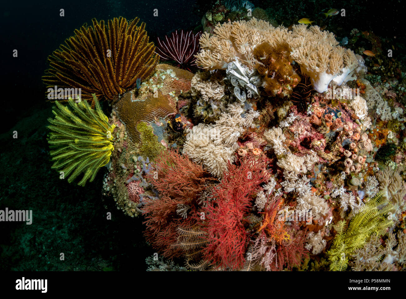 Farben des Riffs, Mayumi Tauchplatz, Anilao, Philippinen Stockfoto