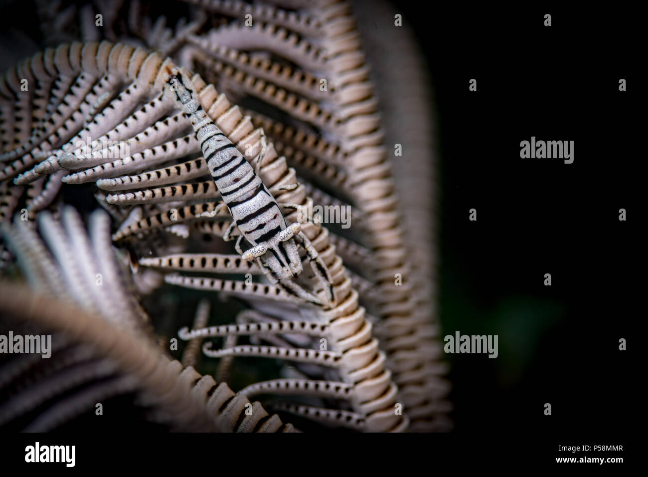 Crinoid Garnelen (Peroclemenes Dais) Auf dem Coconut Grove Tauchplatz, Anilao, Philippinen Stockfoto