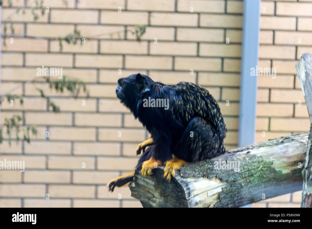 Ein kleiner Affe, eine rote Hand Tamarin, sitzt in der Nähe von einem Fenster auf einen Baum und befasst sich mit Menschen, die dem Novosibirsk Zoo kam bei den Tieren zu suchen Stockfoto