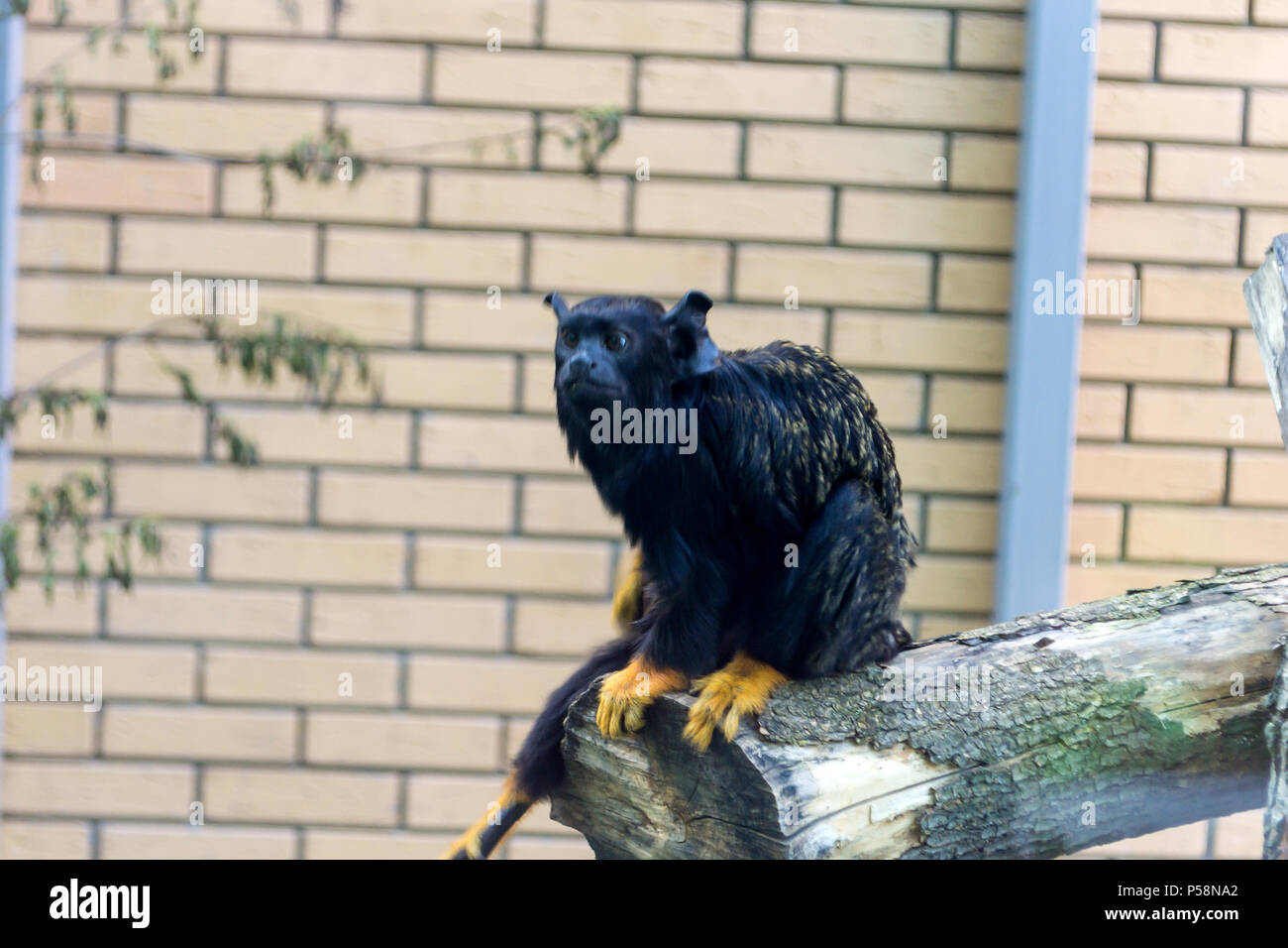 Ein kleiner Affe, eine rote Hand Tamarin, sitzt in der Nähe von einem Fenster auf einen Baum und befasst sich mit Menschen, die dem Novosibirsk Zoo kam bei den Tieren zu suchen Stockfoto