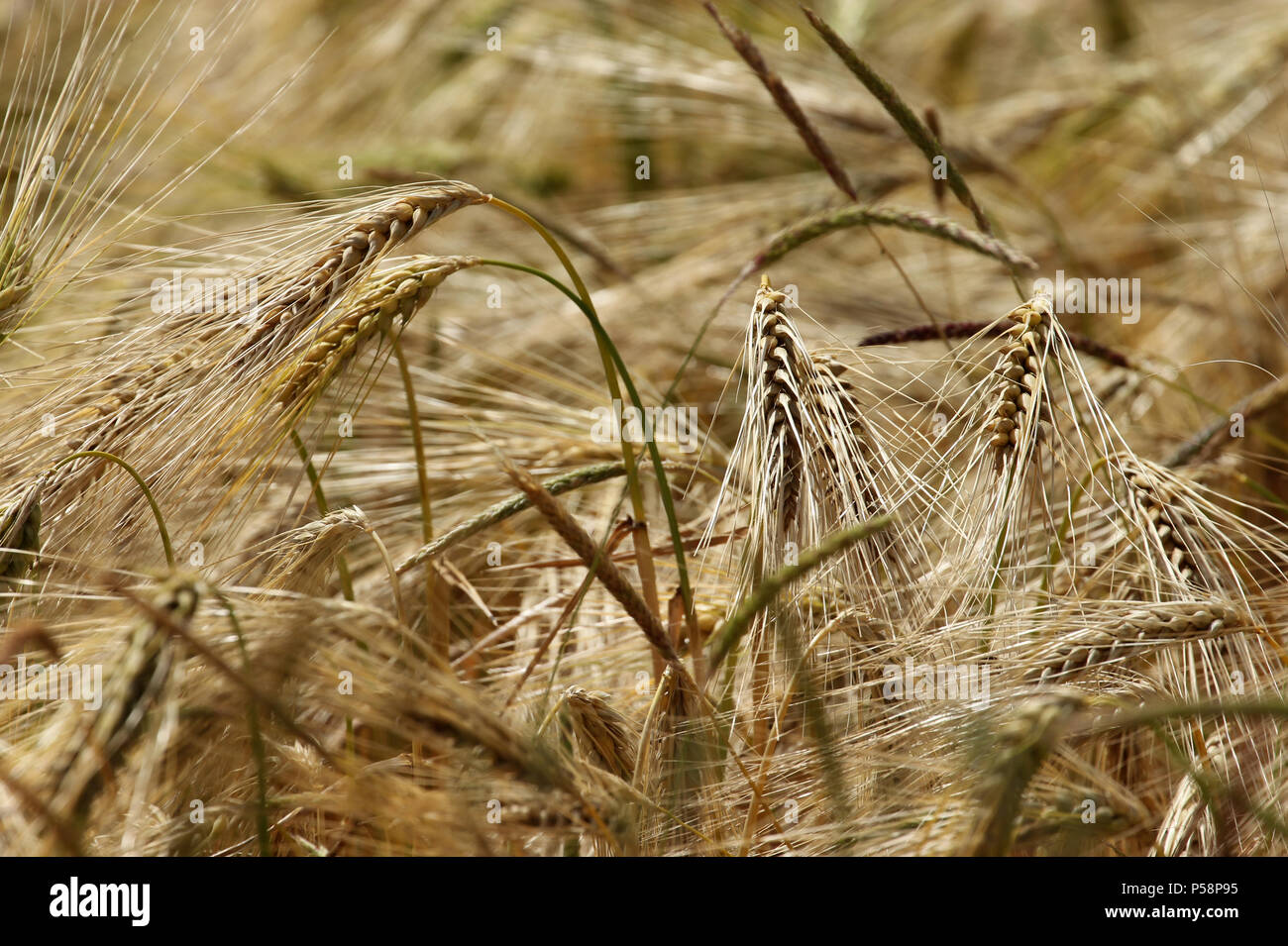 Müsli Bereich der Gerste Histon Cambridgeshire Stockfoto
